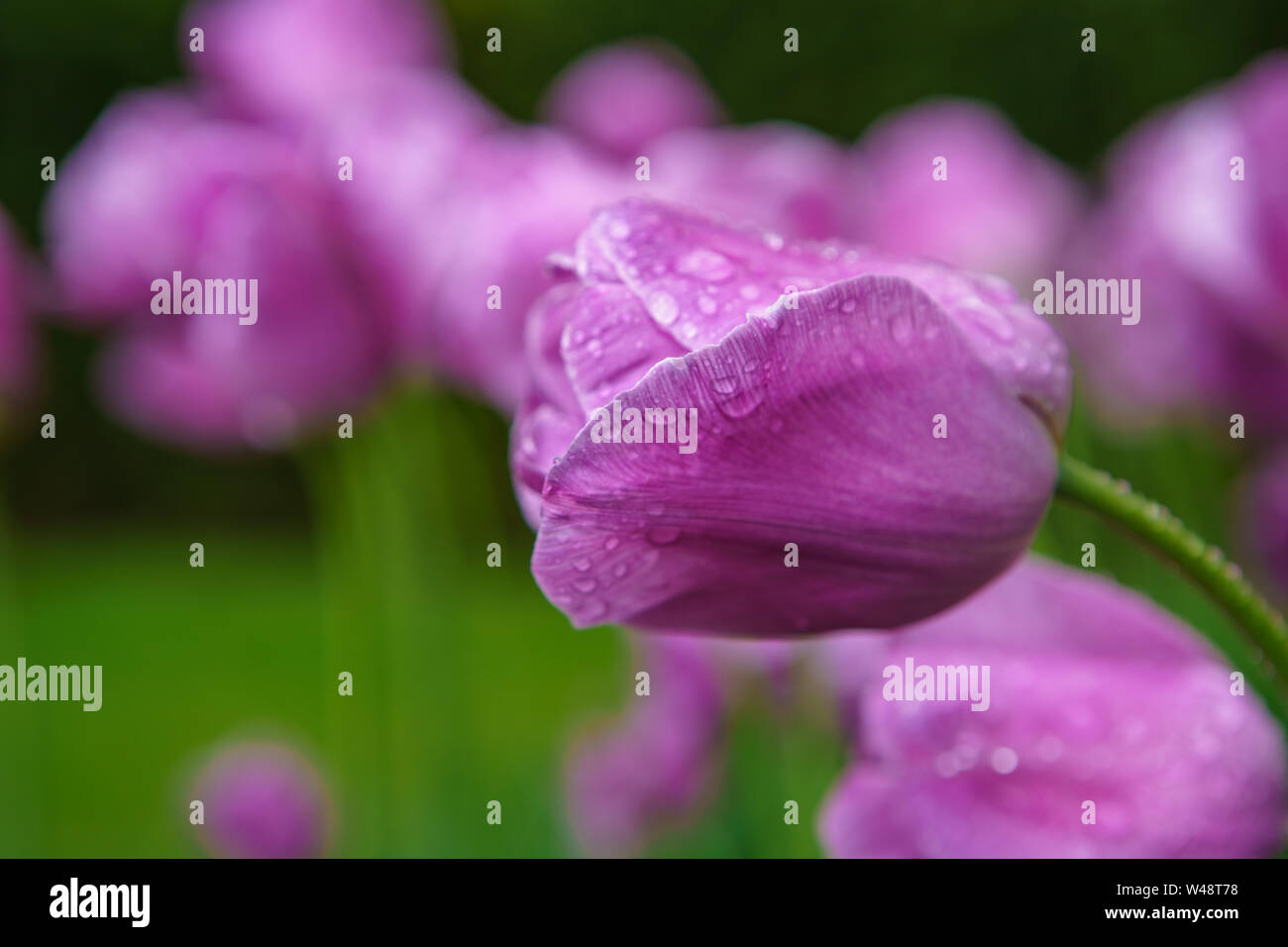 Dutch flower field bloom in spring season.Exotic decorative plants grow