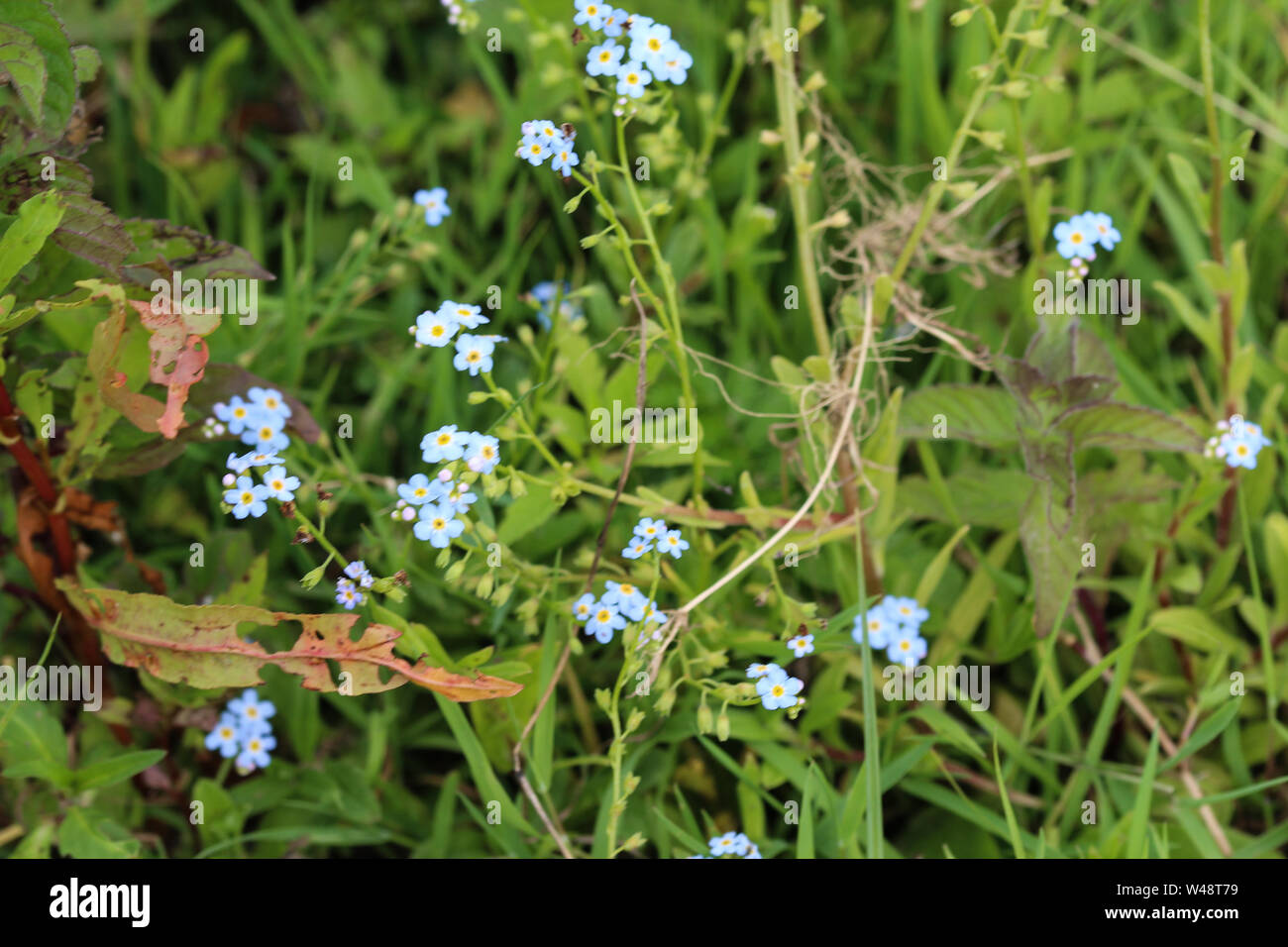 Close Up Of Myosotis Scorpioides The True Forget Me Not Water Forget Me Not Flower Stock Photo Alamy