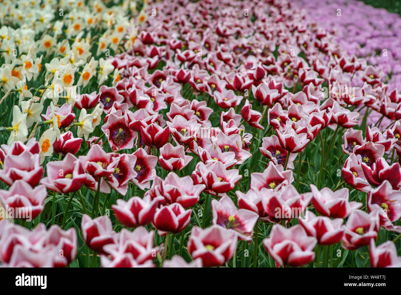 Dutch Fields Roses Dutch flower field bloom in spring season.Exotic decorative plants grow ...