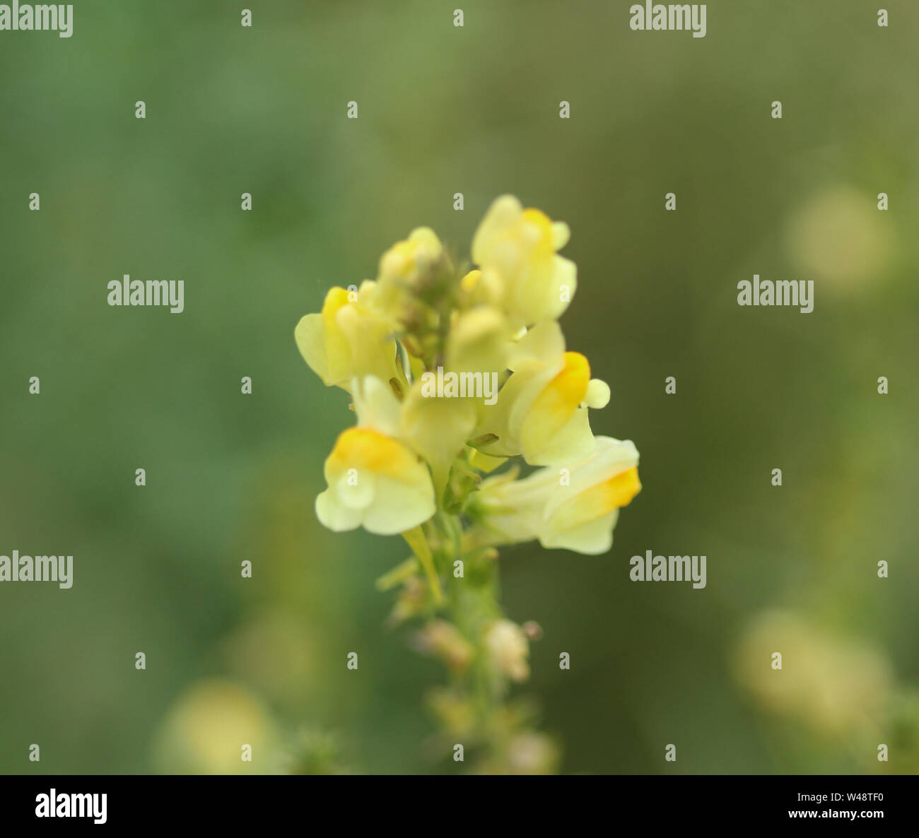close up of Linaria vulgaris, names are common toadflax, yellow ...
