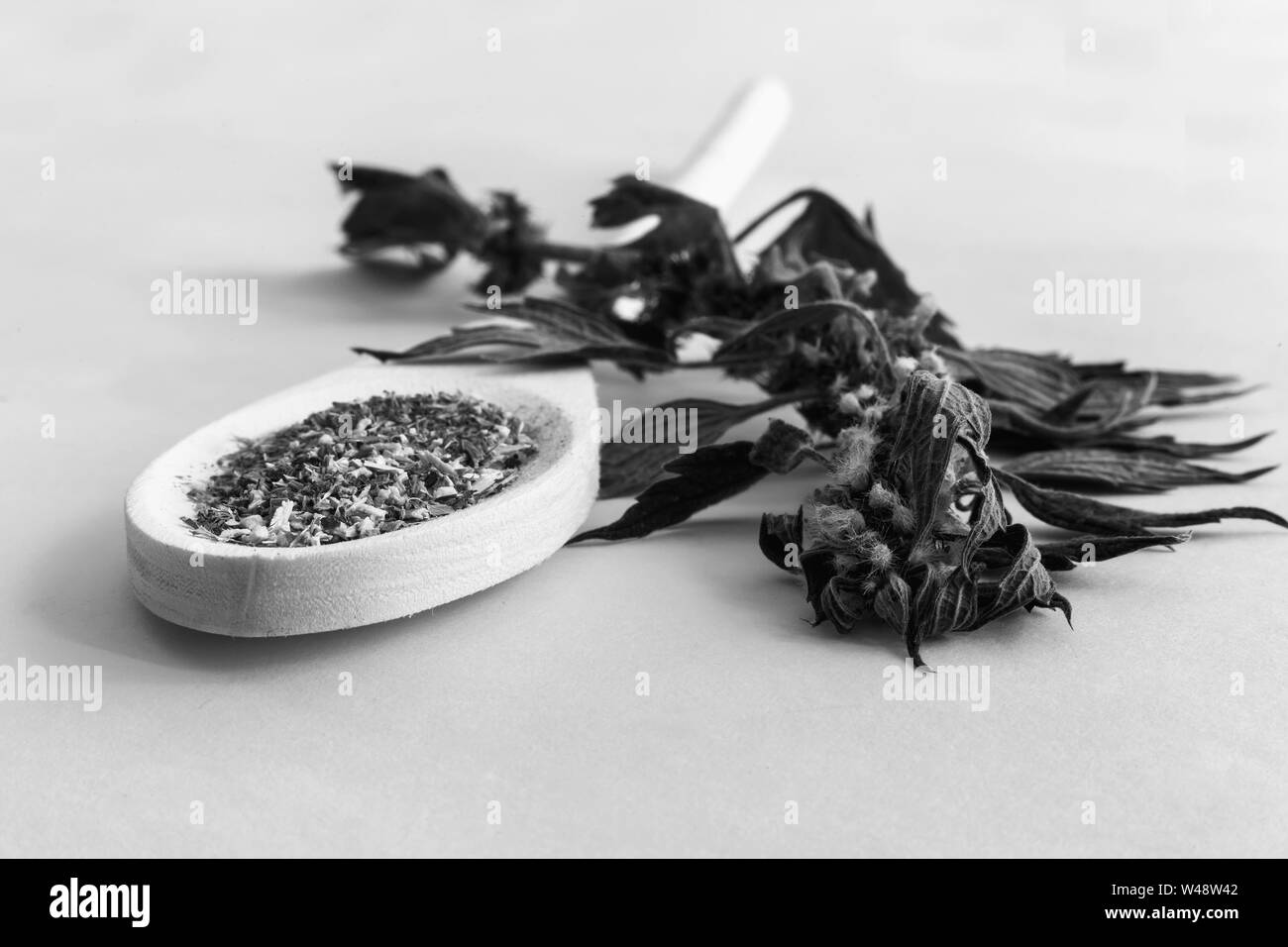 Valuable medicinal plant-motherwort with flowers and leaves on a white background. Next is a plant in dried and crushed form for the preparation of in Stock Photo