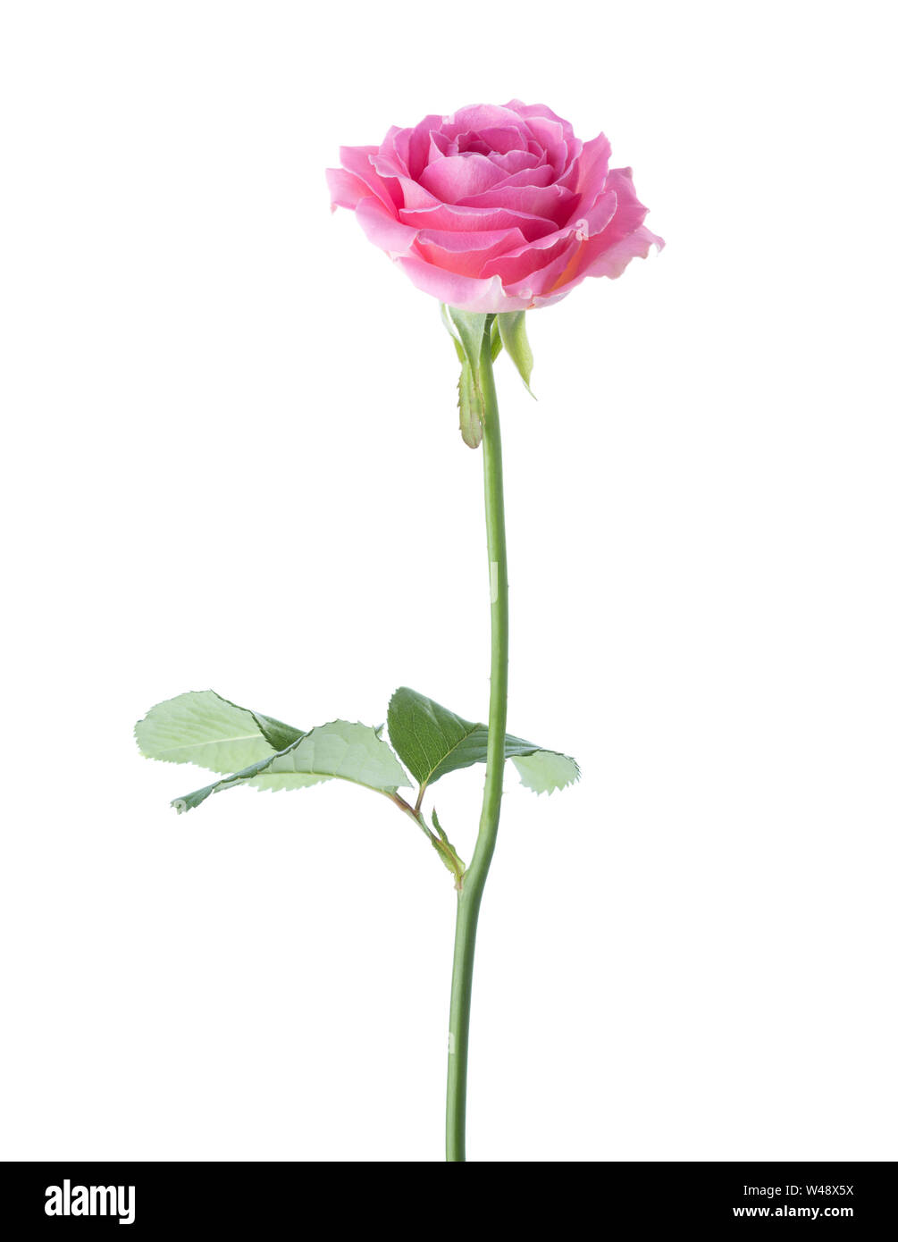 Pink rose isolated on white background. Stock Photo