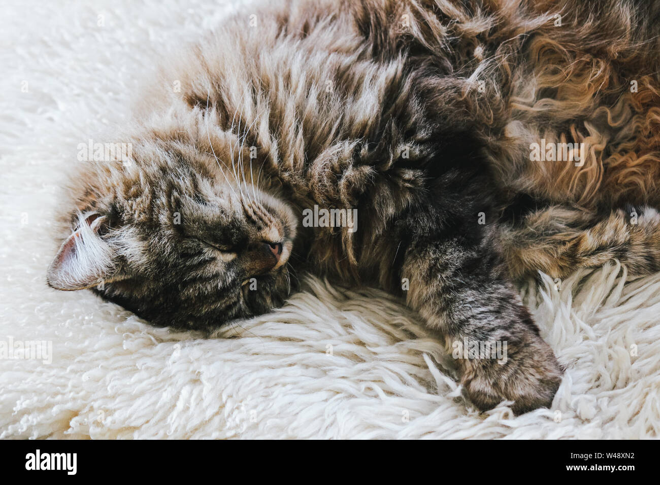Cute sleeping cat. Grey kitty takes a nap. The cat is lying on white fluffy blanket. Cuteness, innocence concept. Animal sleep, animal nap. Tired animals. Awesome pets Stock Photo - Alamy Cute sleeping cat. Grey kitty takes a nap. The cat is lying on white fluffy blanket. Cuteness, innocence concept. Animal sleep, animal nap. Tired animals. Awesome pets Stock Photo - Alamy