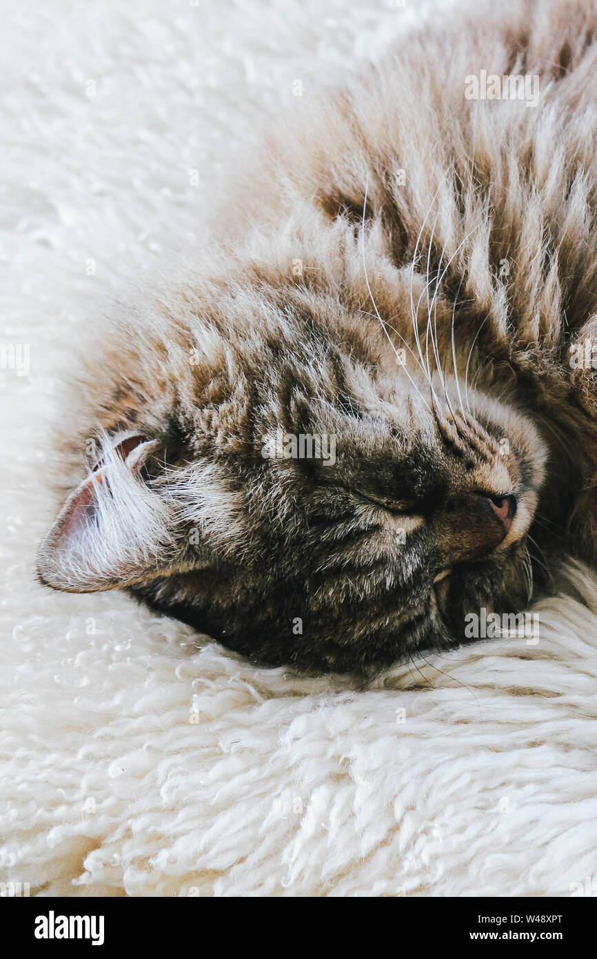 Cute sleeping cat. Grey kitty takes a nap. The cat is lying on white fluffy blanket. Cuteness, innocence concept. Animal sleep, animal nap. Tired animals. Awesome pets Stock Photo - Alamy Cute sleeping cat. Grey kitty takes a nap. The cat is lying on white fluffy blanket. Cuteness, innocence concept. Animal sleep, animal nap. Tired animals. Awesome pets Stock Photo - Alamy