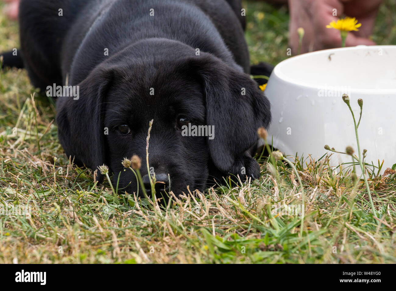 Cute portrait of an 8 week old black Labrador puppy lying down on the grass  next to a food bowl Stock Photo - Alamy