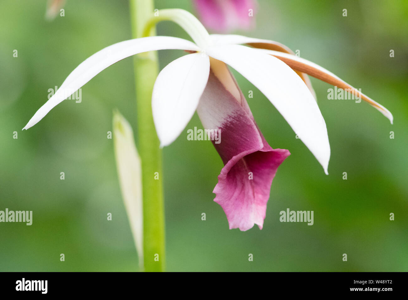 wild orchid Stock Photo