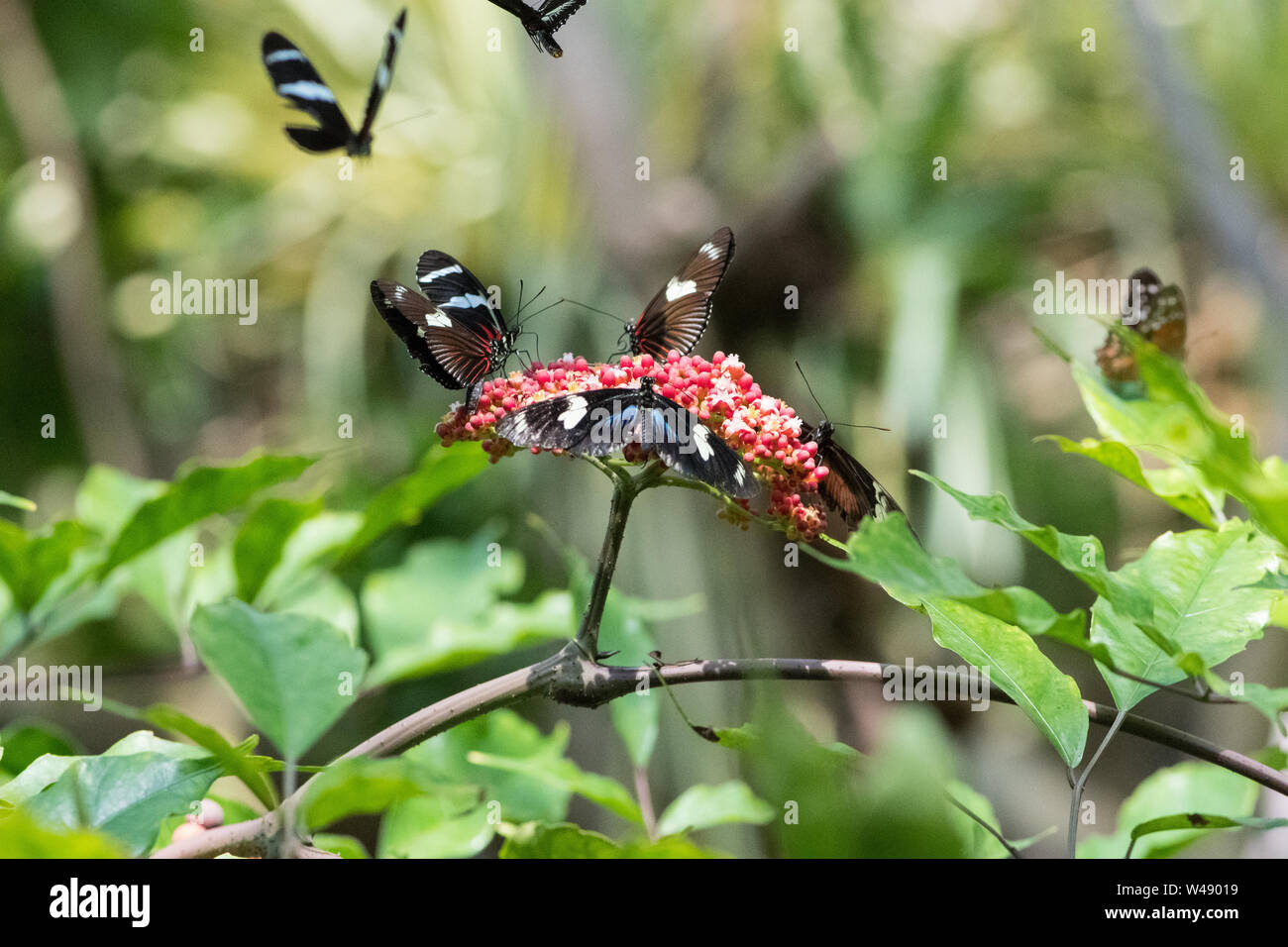group of butterflies in flight Stock Photo