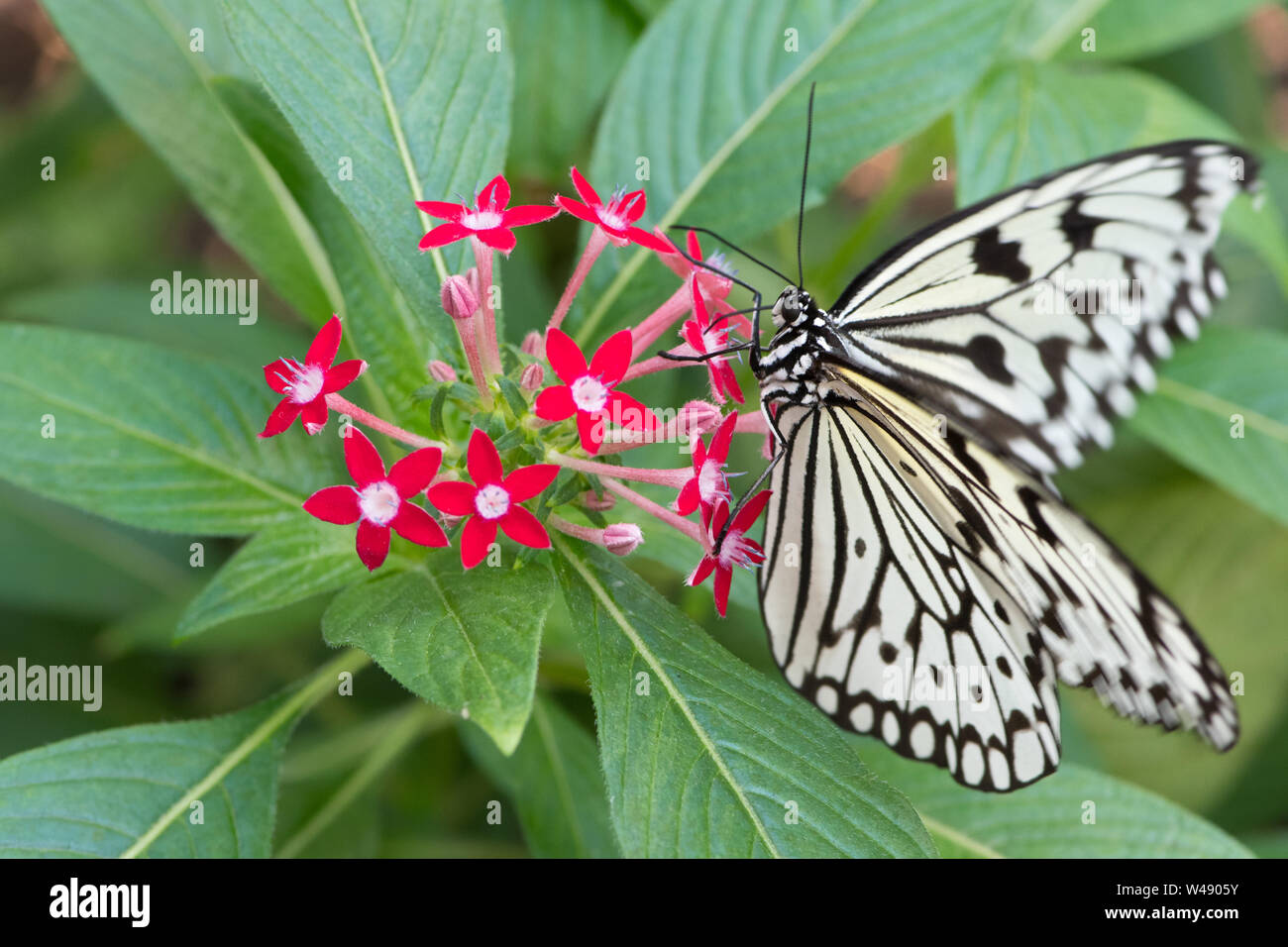 large black and white butterfly on flowers Stock Photo Alamy