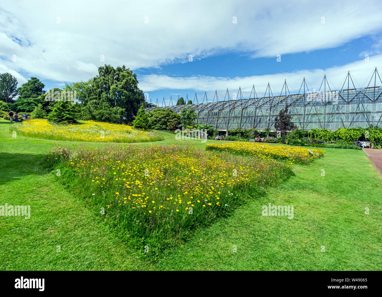 Low growing wild flowers in the lawn in front of the glass houses in the Royal Botanic Garden Edinburgh Scotland UK to create living lawns Stock Photo