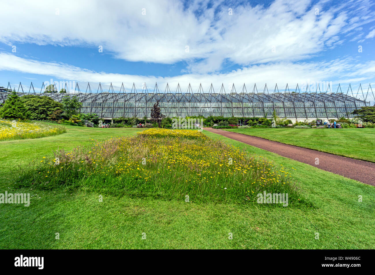 Low growing wild flowers in the lawn in front of the glass houses in the Royal Botanic Garden Edinburgh Scotland UK to create living lawns Stock Photo