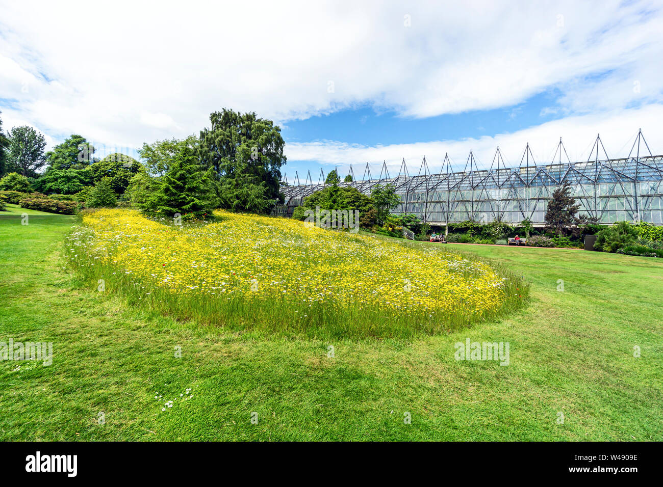 Low growing wild flowers in the lawn in front of the glass houses in the Royal Botanic Garden Edinburgh Scotland UK to create living lawns Stock Photo