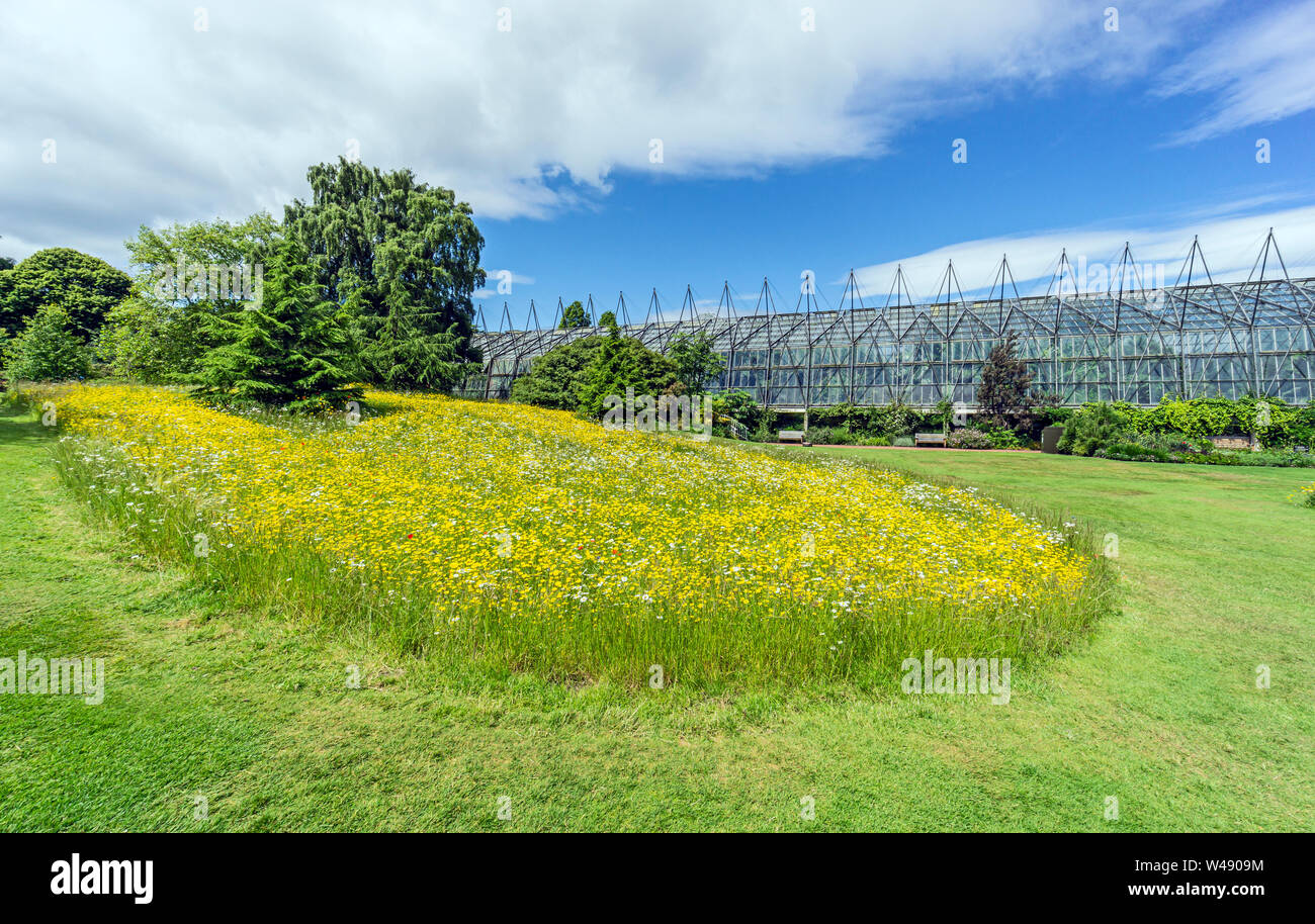 Low growing wild flowers in the lawn in front of the glass houses in the Royal Botanic Garden Edinburgh Scotland UK to create living lawns Stock Photo