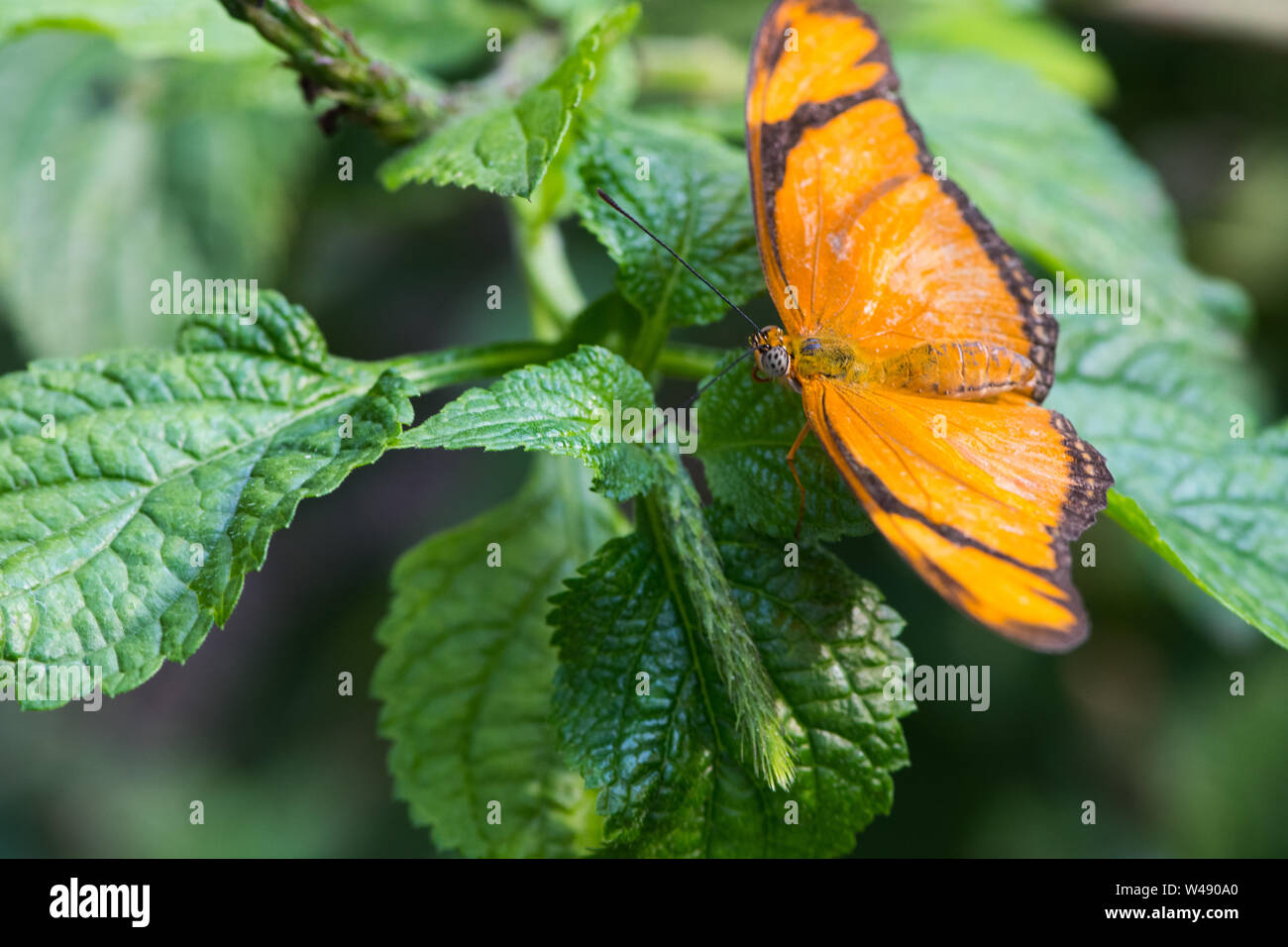 butterfly at rest on green leaves Stock Photo - Alamy