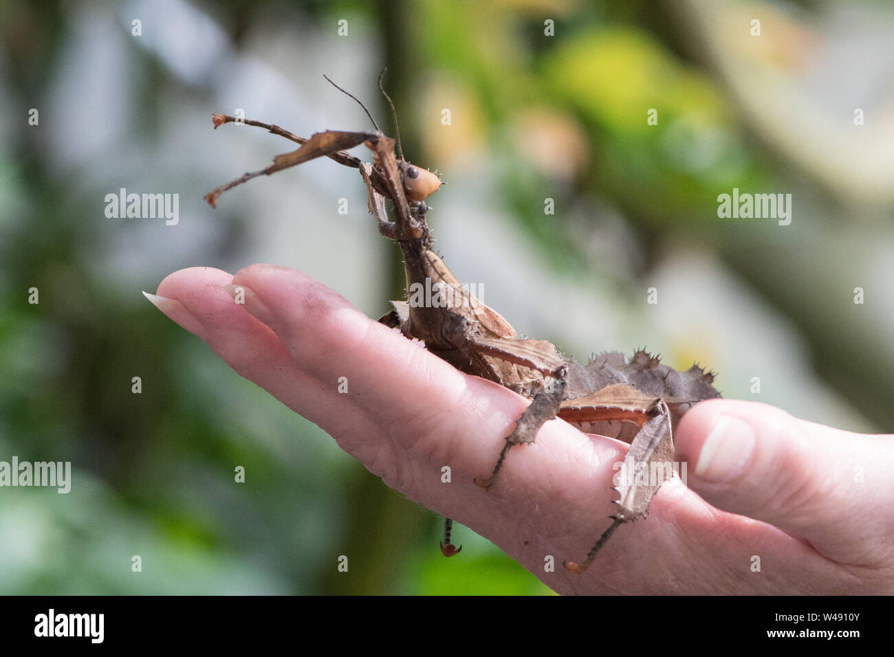 close up of stick insect on persons hand Stock Photo