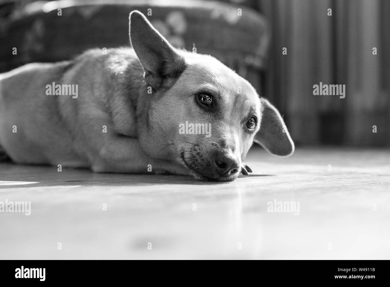 sad dog lying on the floor at home in black and white Stock Photo