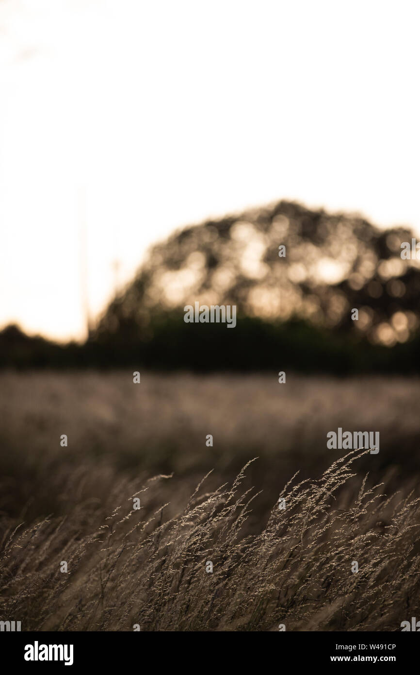 Grasses blowing on a late summer evening in Kent. UK. Stock Photo