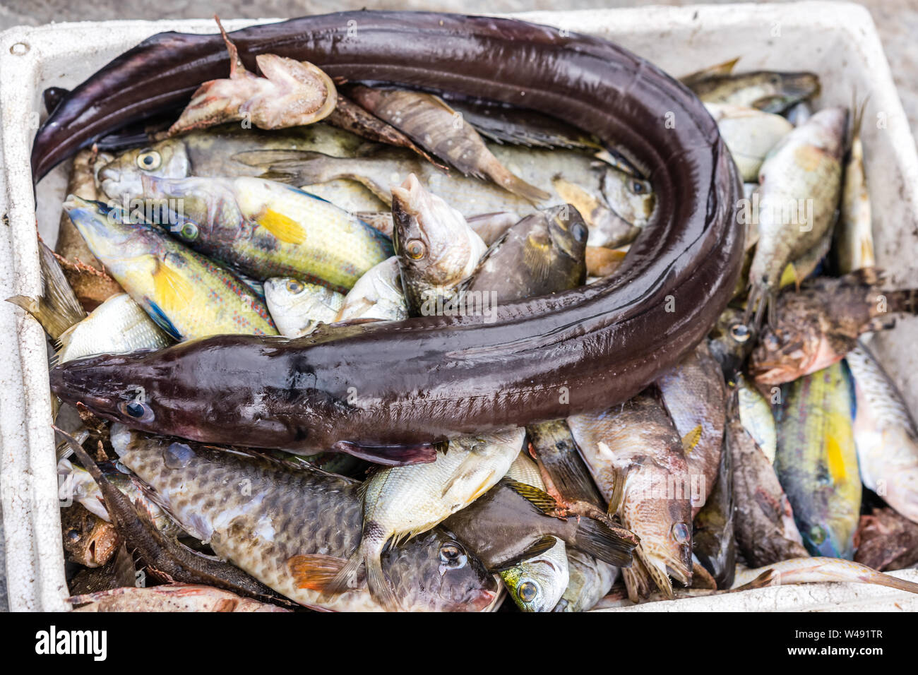 Strange eel like snake fish in box of freshly caught fish on a fishermen boat in Zakynthos Port, Zakynthos City, Ionian island, Greece Stock Photo