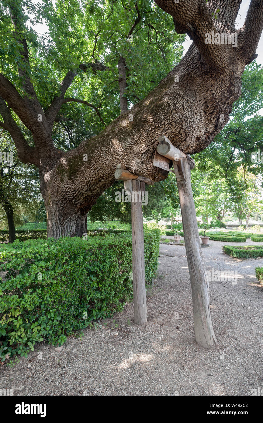 Castello, Firenze, ITALY - July 7, 2017: a centuries old oak with support poles, in the formal garden of Villa La Petraia. Stock Photo