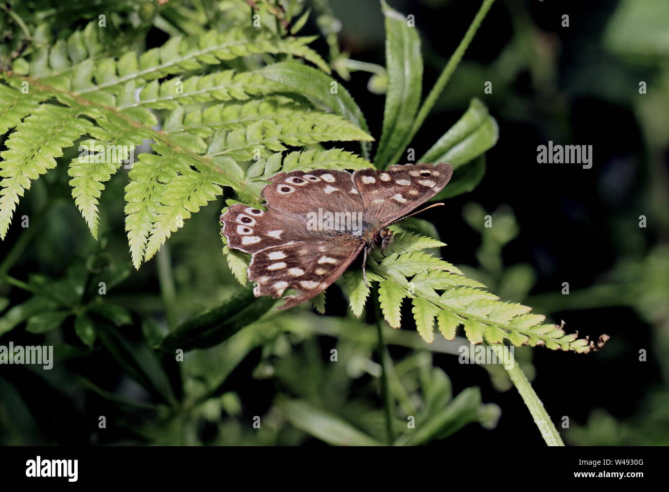 Speckled Wood Butterfly, Pararge aegeria. The speckled wood is a butterfly found in and on the borders of woodland areas. Ivybridge, Filham, South Ham Stock Photo