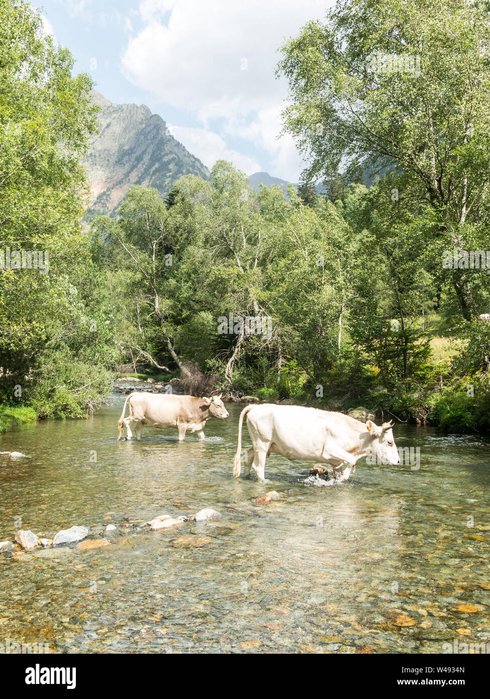 Herd of cows grazing in the Pla De Boavi; in the province of Lleida, in the Catalan Pyrenees. Catalonia, Spain, Europe. Stock Photo