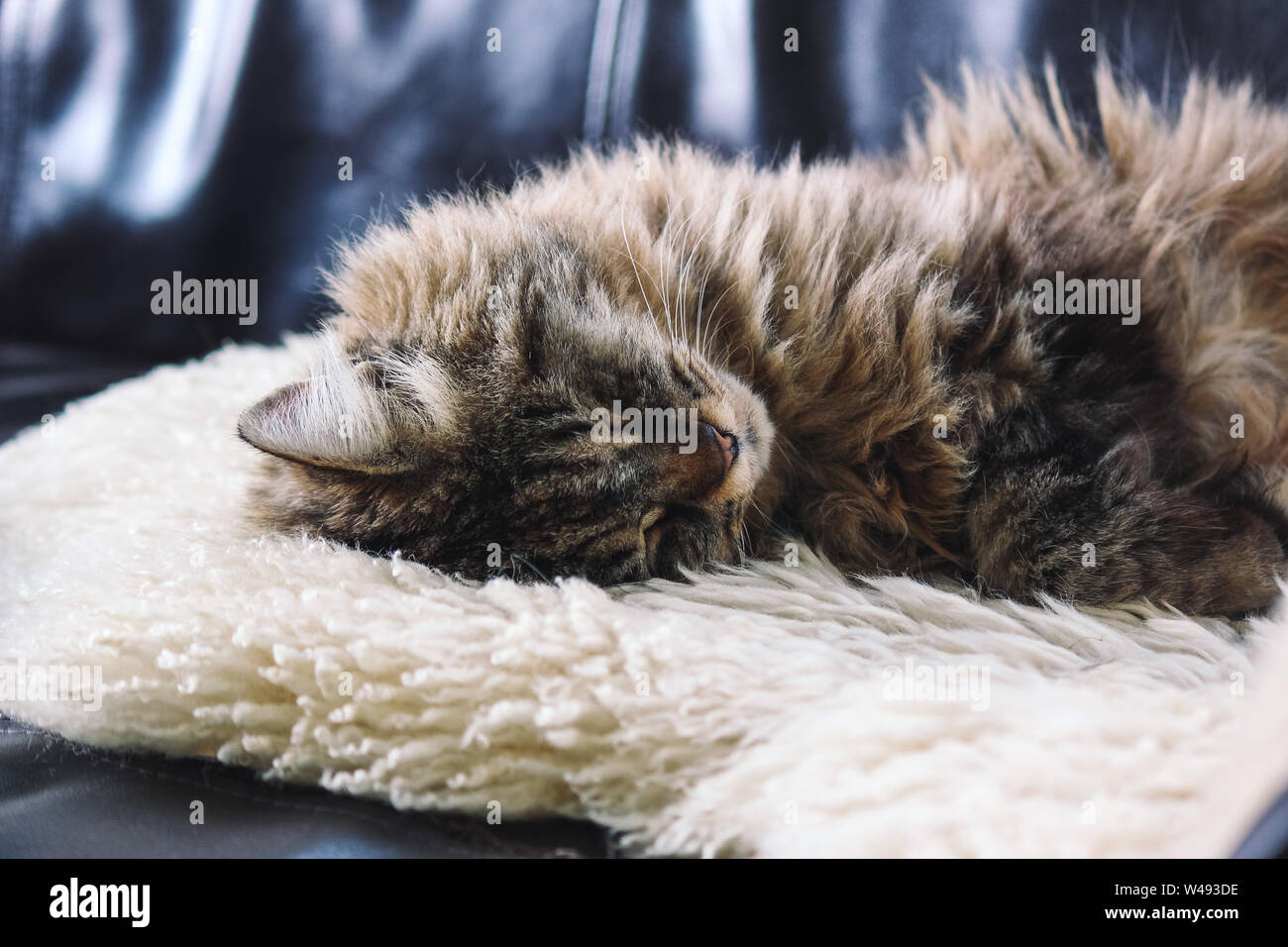 Beautiful cat sleeps. Tabby grey cat lying, taking a nap on white fluffy blanket. Cute, innocent pet. Concept, conceptual. Tired animals, sleeping animals. Stock Photo
