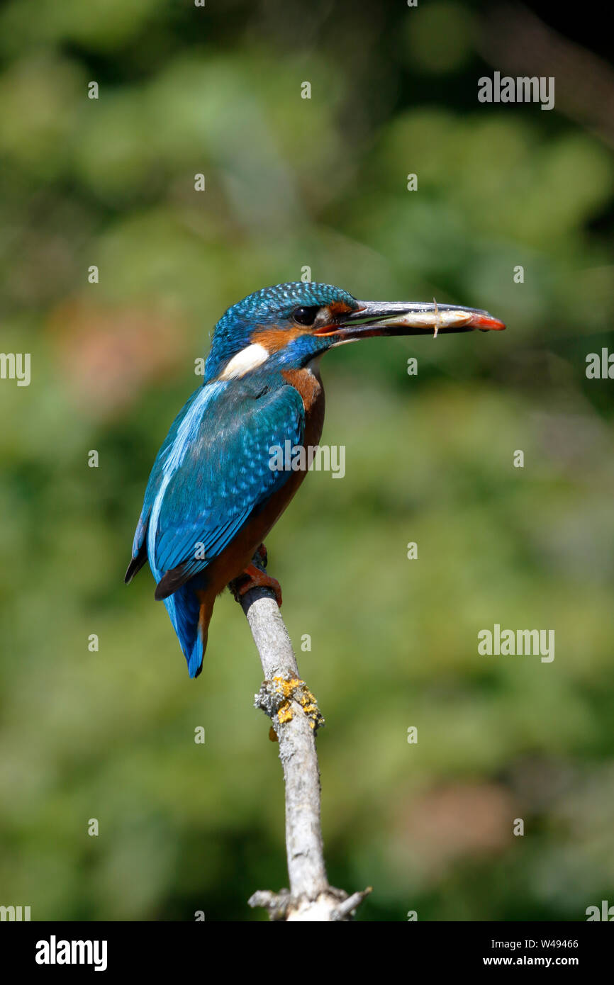 Common Kingfisher, Alcedo atthis, male bird on a perch above water with a Stickleback fish in its bill Stock Photo