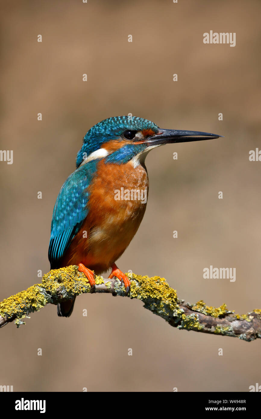 Common Kingfisher, Alcedo atthis, male bird on a perch above water Stock Photo