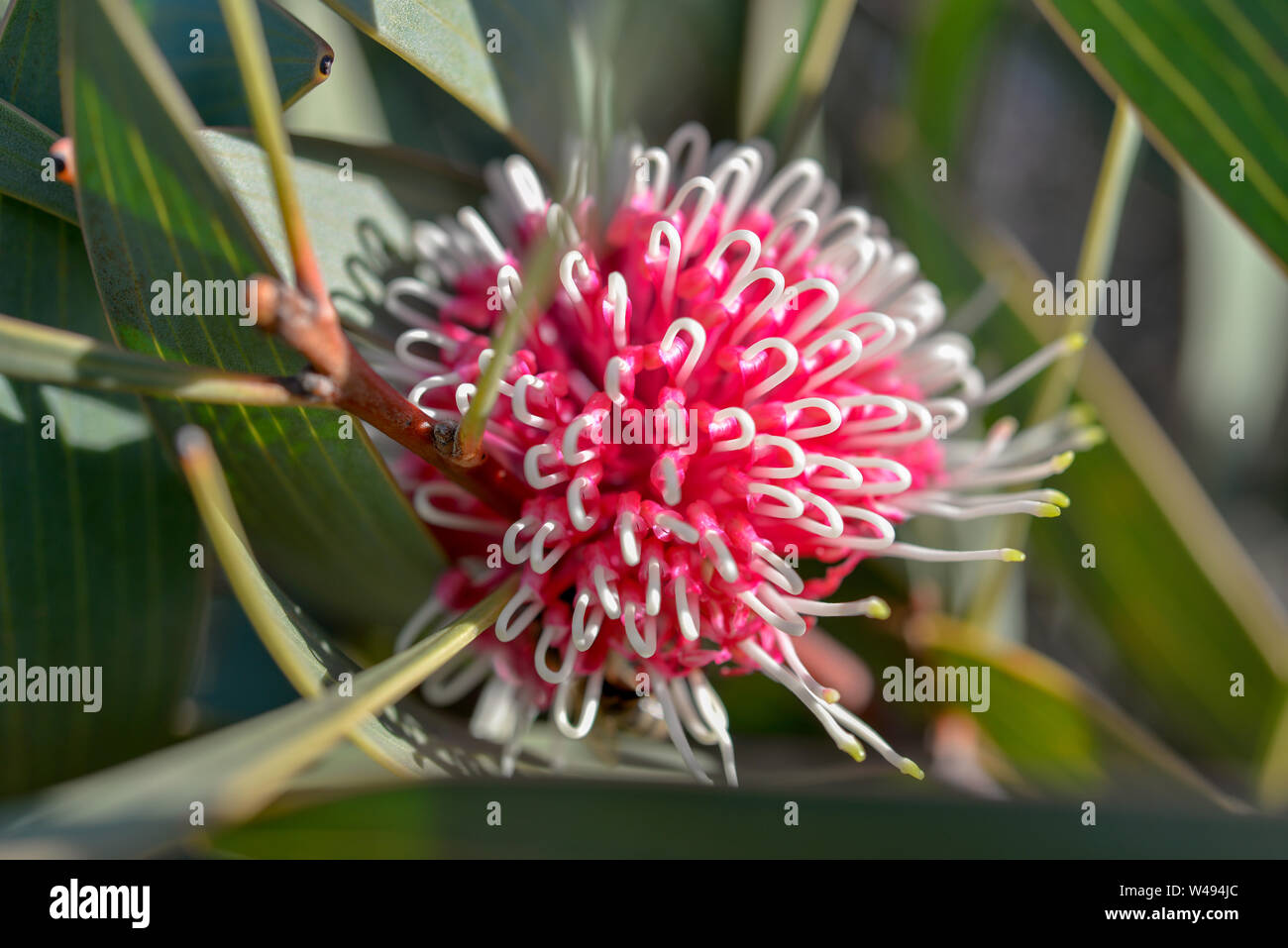 Flowering Gum red and white flower attracting bees Stock Photo
