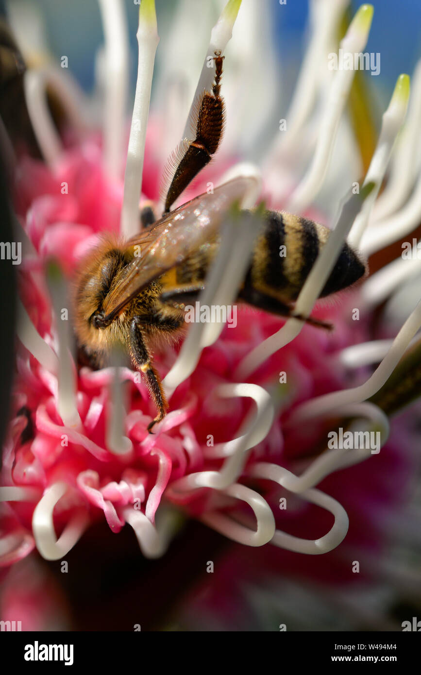 Flowering Gum red and white with Honey Bees Stock Photo