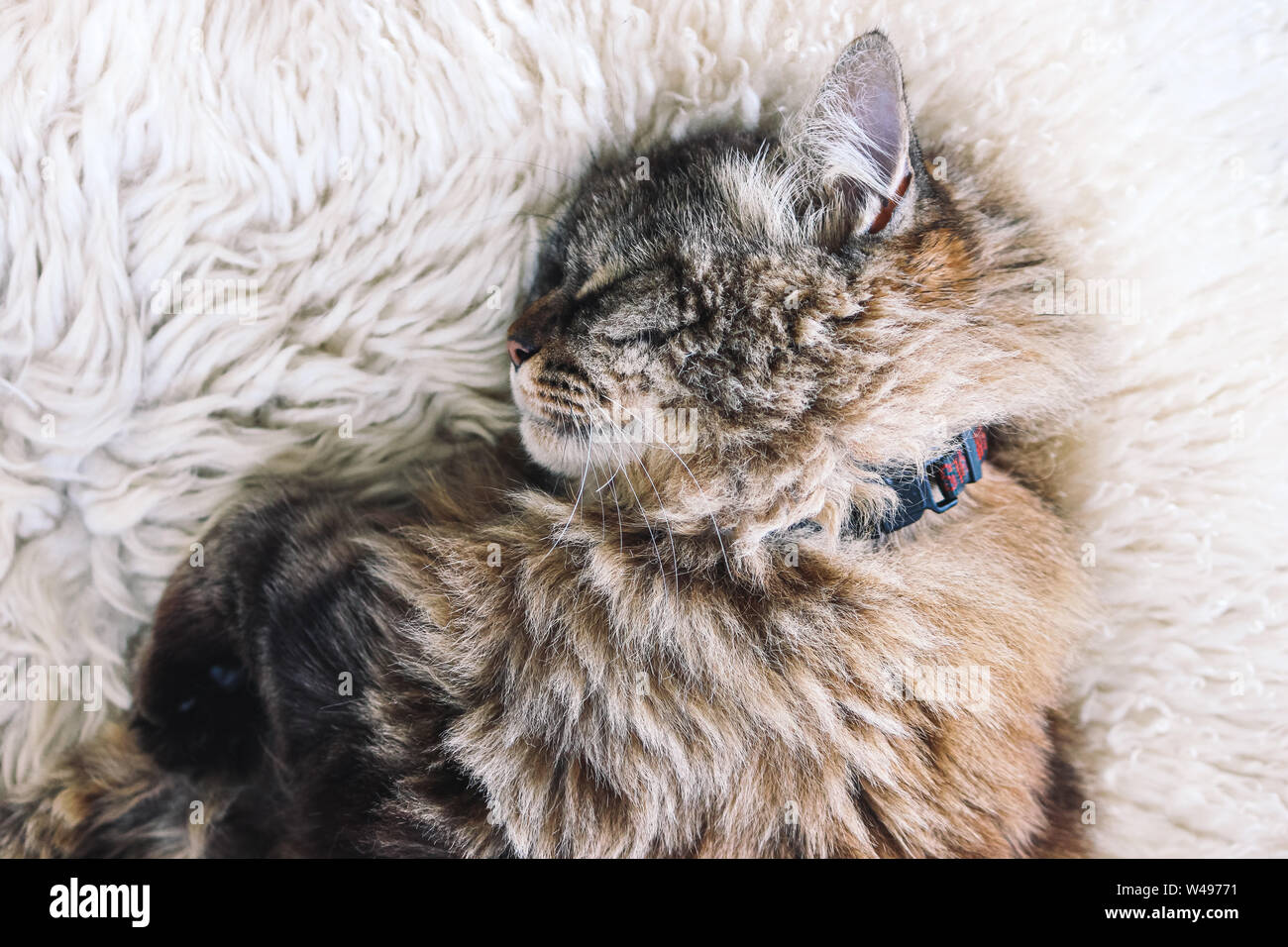 Beautiful tabby cat sleeps on white fluffy blanket. Black cat collar around neck. Persian cats. Taking a nap. Animal slepping. Amazing pets. Kitty. Stock Photo