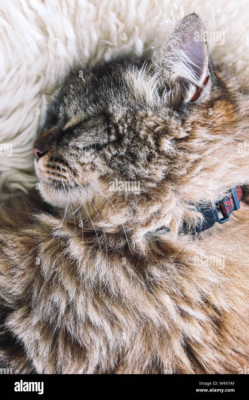 Persian kitty hires stock photography and images Alamy