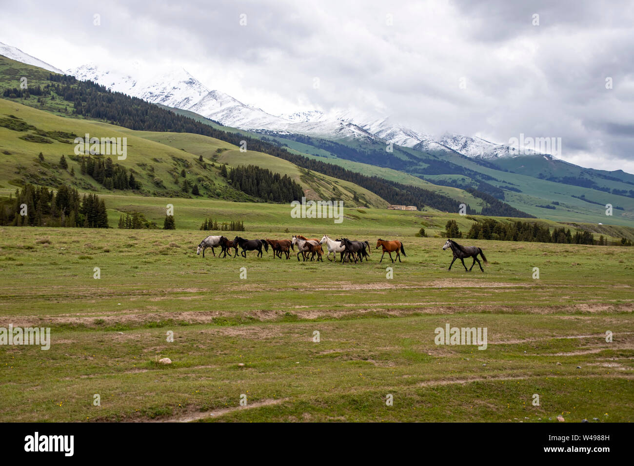 Herd of horses grazing on a green pasture against the backdrop of ...