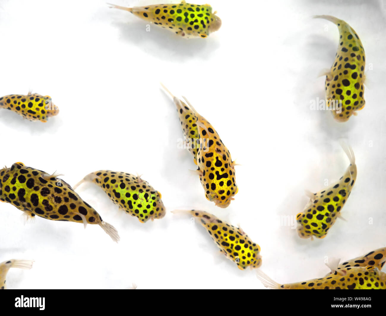 Closeup Group of Green Spotted Puffer Fish Isolated on White Background Stock Photo
