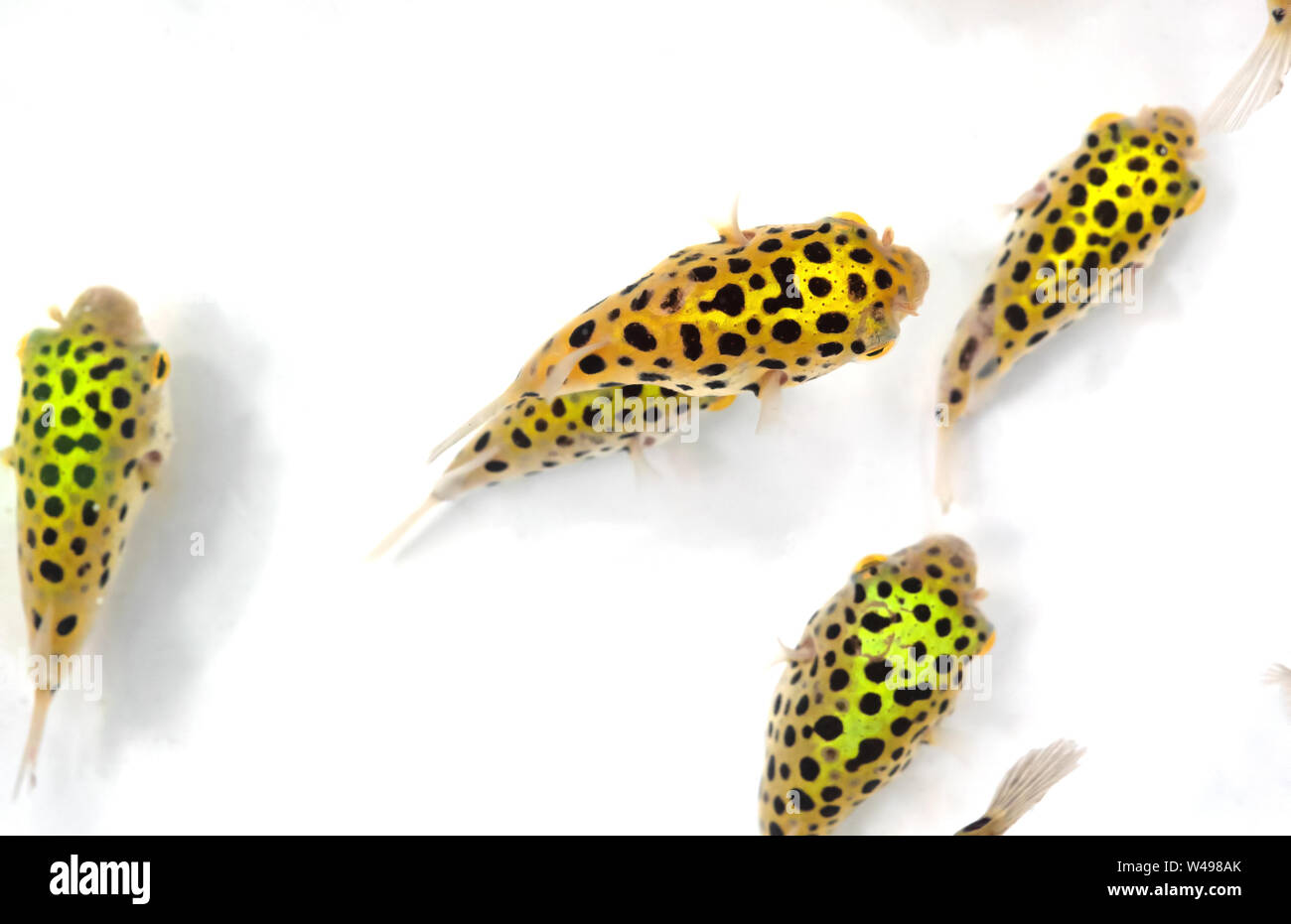 Closeup Group of Green Spotted Puffer Fish Isolated on White Background Stock Photo