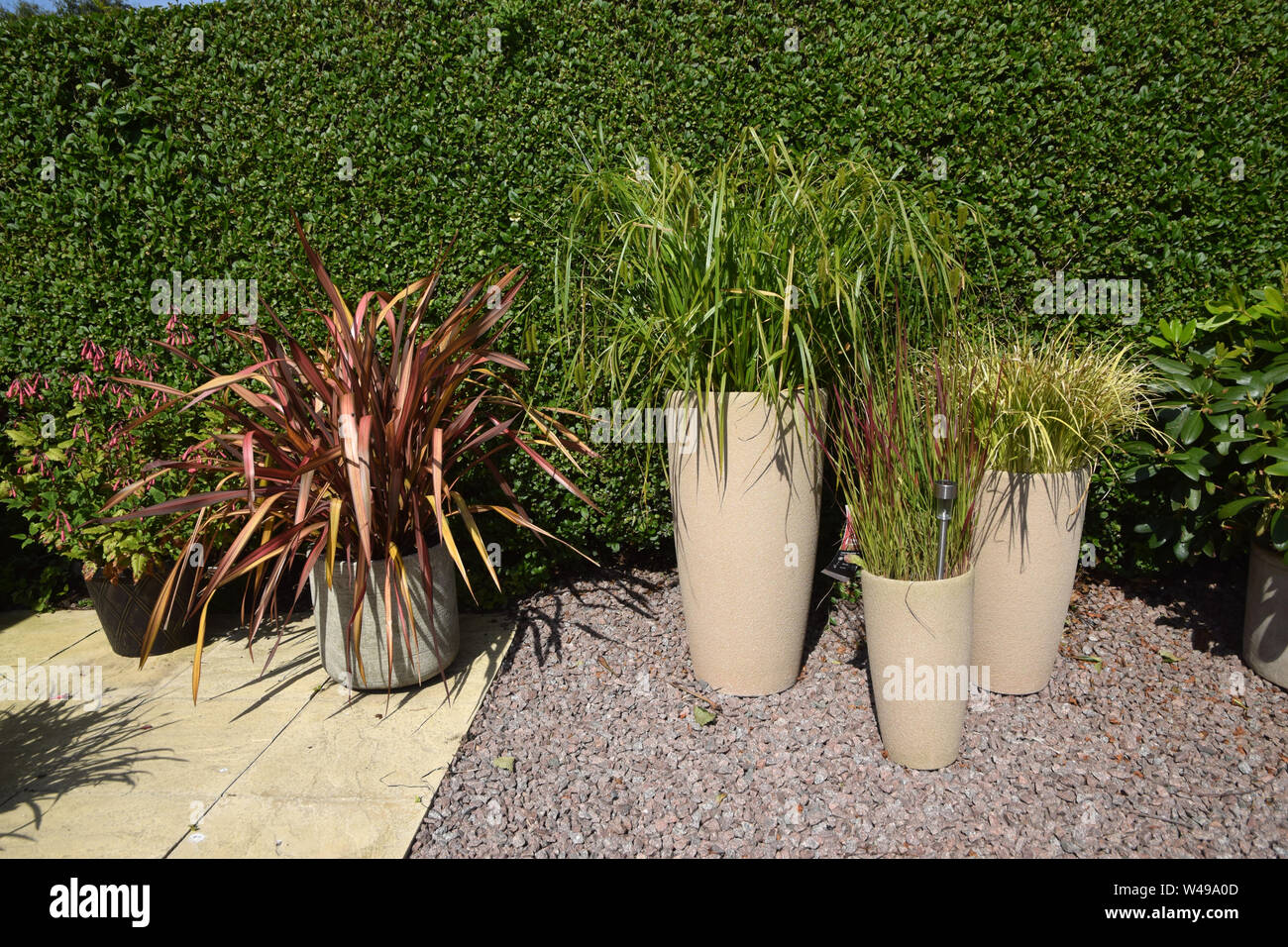 https://c8.alamy.com/comp/W49A0D/ornamental-grasses-in-pots-W49A0D.jpg