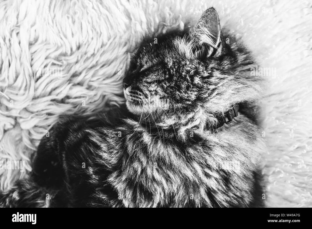 Black and white photography of sleeping tabby cat on white fluffy carpet. Black cat collar around neck. Persian cat. Taking a nap, animals sleep. Black and white photos. Stock Photo