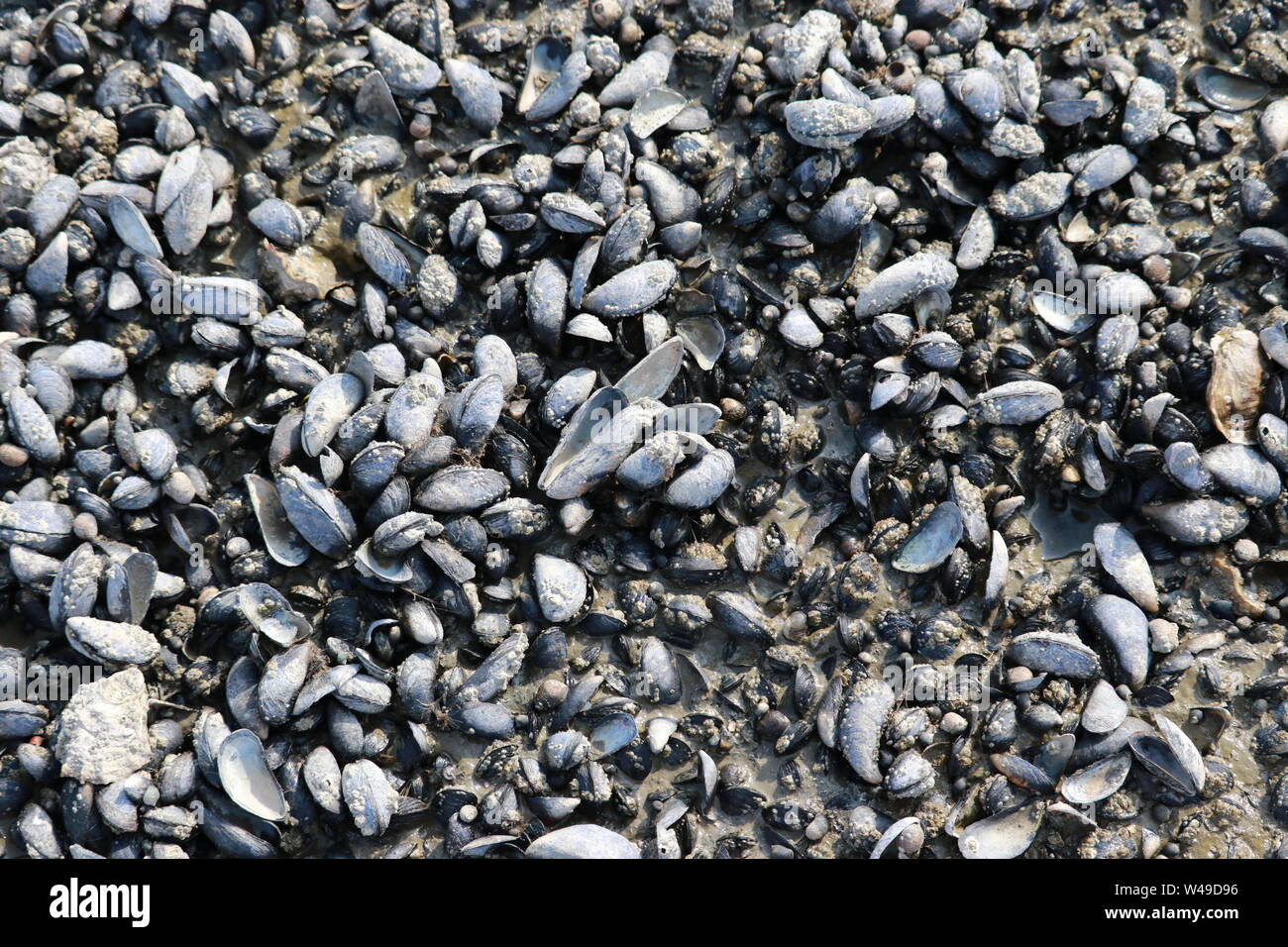 Oyster shells on rock by the sea Stock Photo Alamy