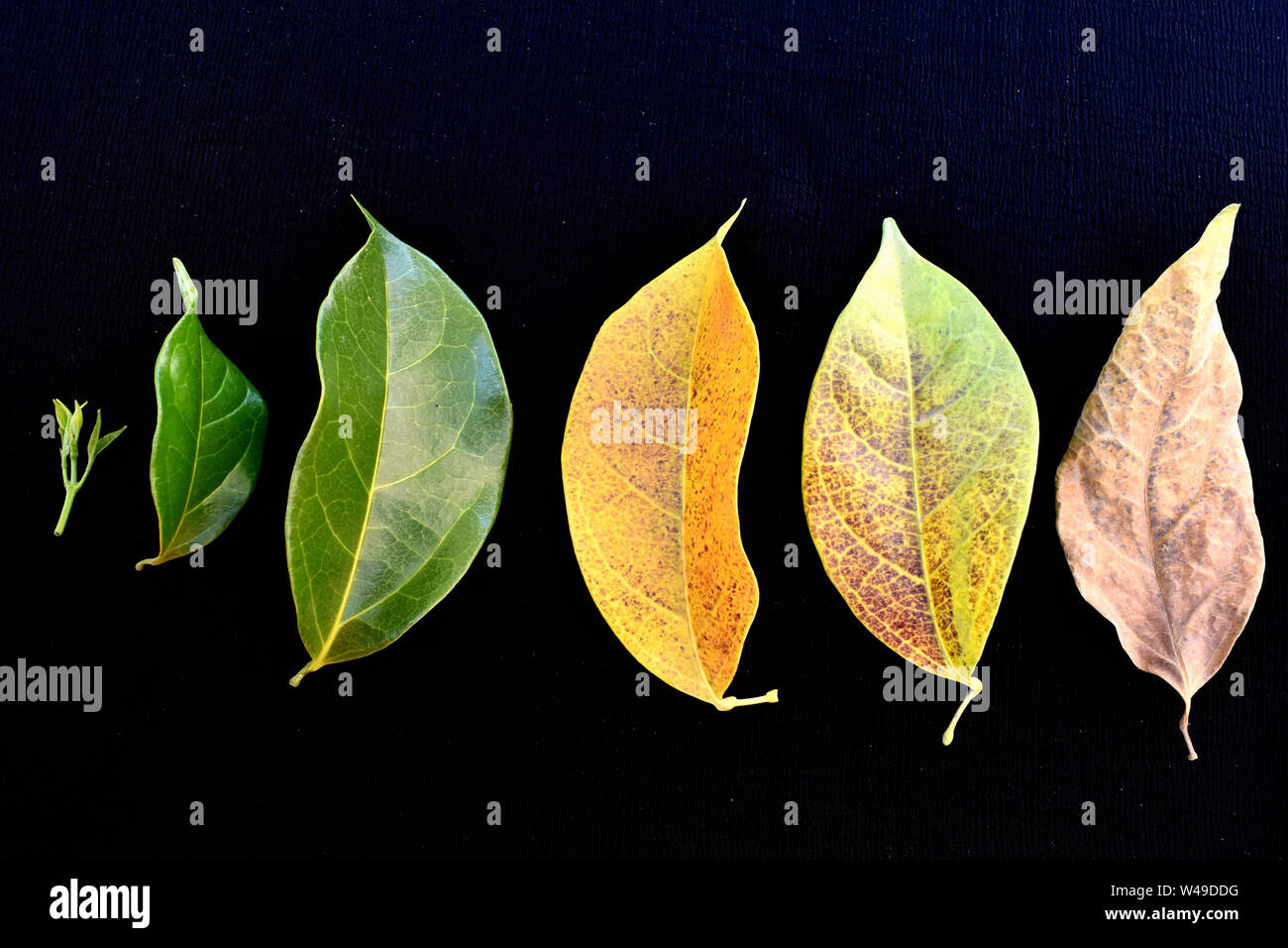 Life cycle of the leaves of Garlic vine isolated on black background. Stock Photo