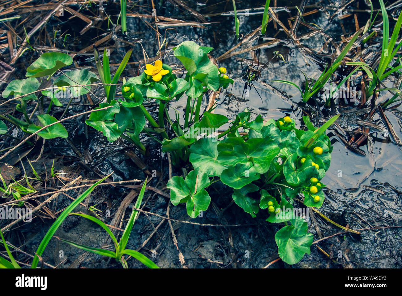 Yellow flowers with green large leaves grow on swampy soil with mud and water. Rare green and