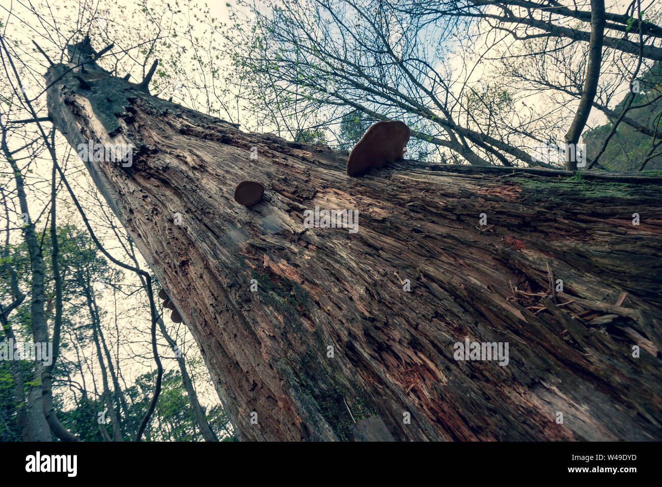 Wood tinder Tinder Wood