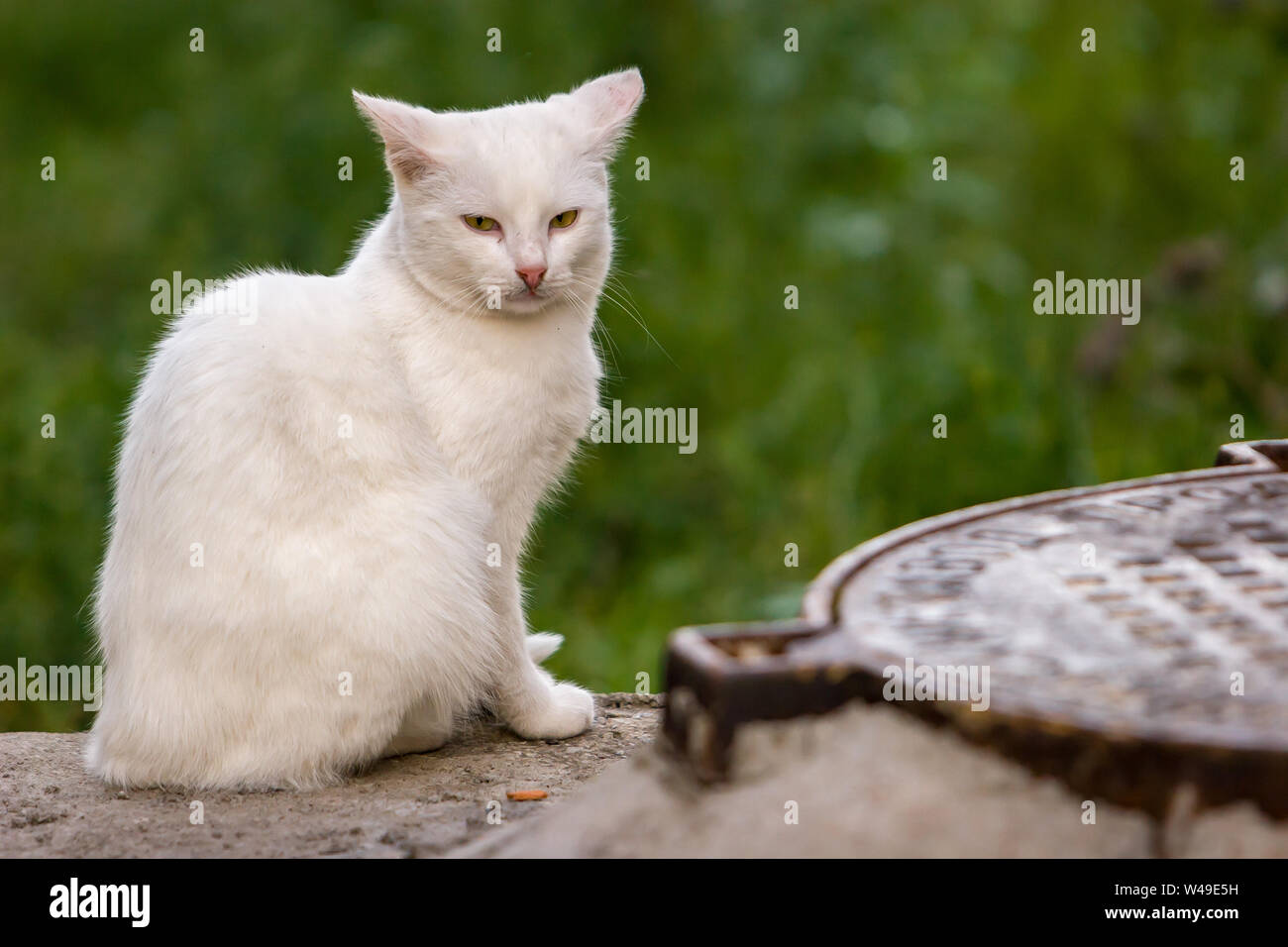 A lone white cat sits and looks into the camera near the manhole cover. Grass in the background. The background is blurred. Manhole cover blurred. Stock Photo
