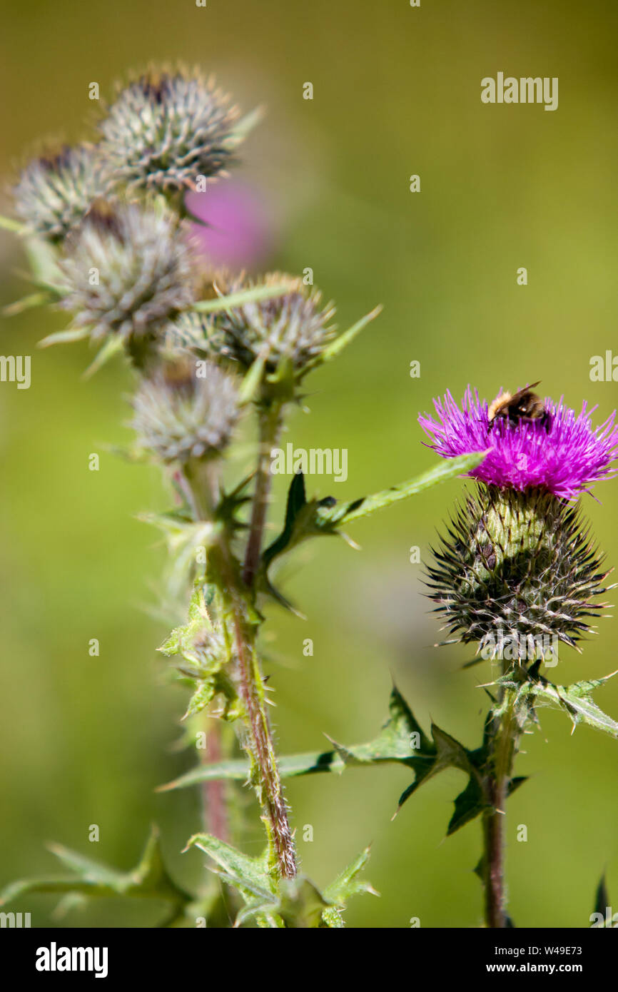 Blooming plant spines with a purple flower with a bumblebee and a blurred green background. There are still spikes out of focus. Vertical frame. Stock Photo