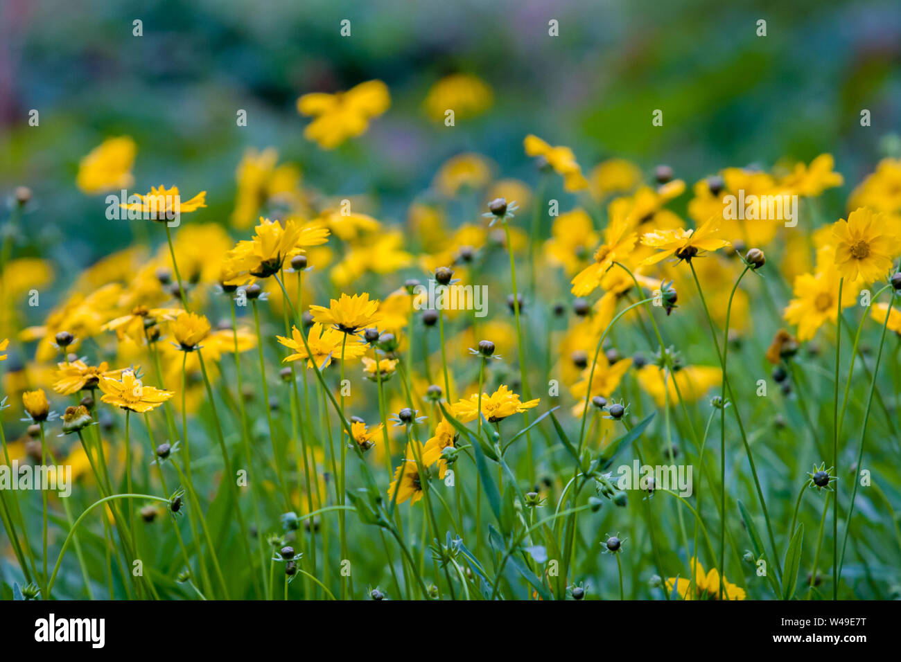 Many summer yellow wildflowers like daisies on a green background. Many  flowers without leaves. The background is blurred. Selective focus Stock  Photo - Alamy, image size:1300x956
