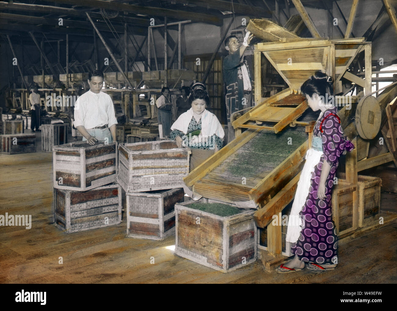 [ 1920s Japan - Japanese Tea Factory ] —   Japanese workers in Shizuoka Prefecture winnowing green tea leaves using a mechanized machine.  20th century vintage glass slide. Stock Photo