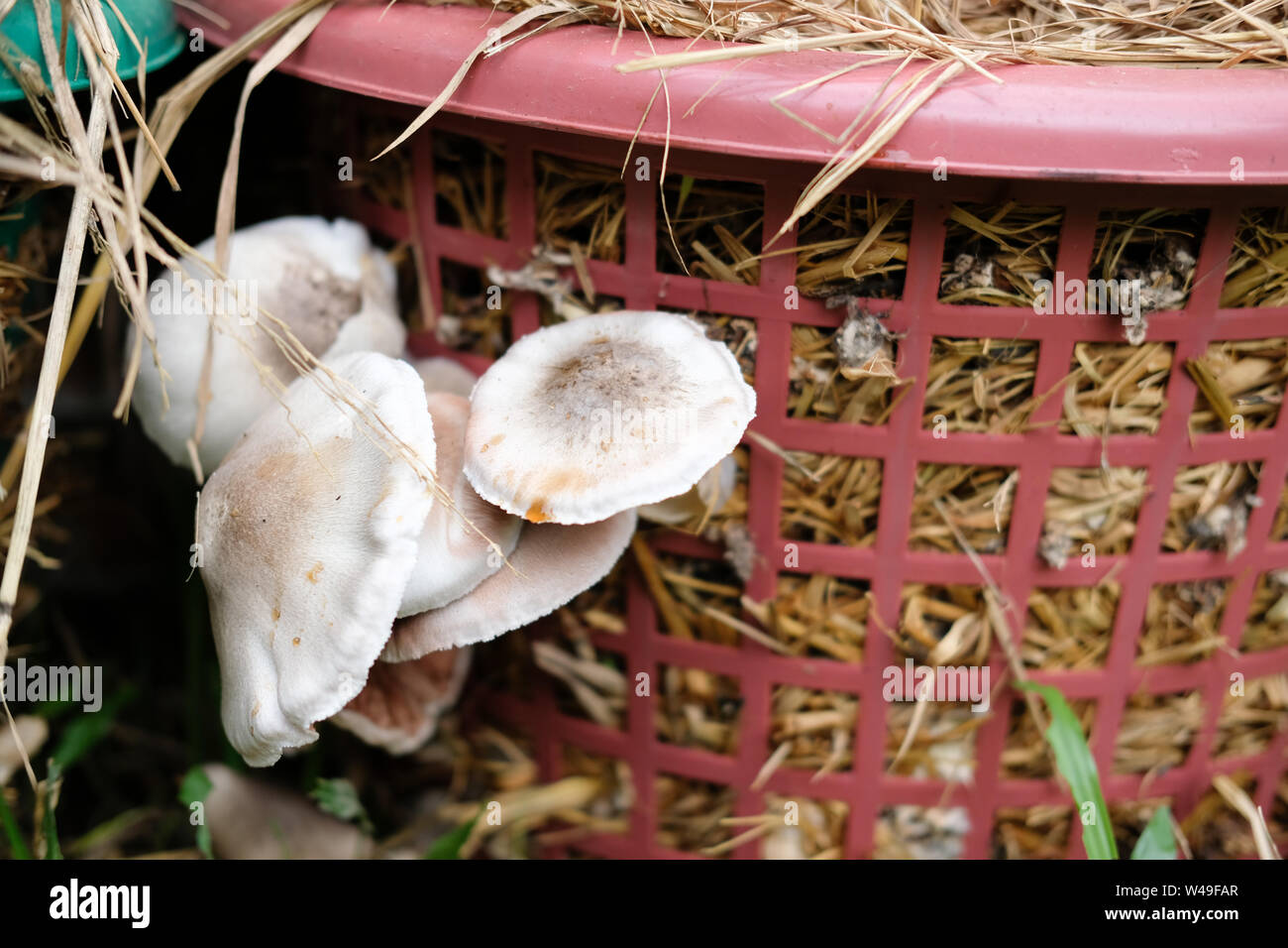 Volvariella volvacea, Straw Mushroom,Straw mushroom on sraw Stock