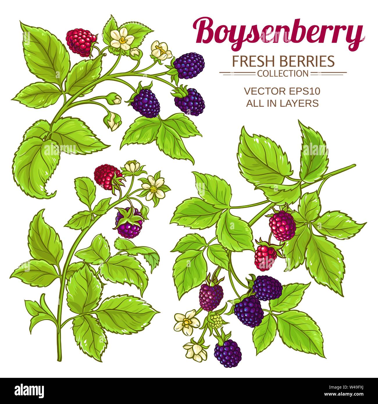 boysenberry vector set on white background Stock Vector Image & Art Alamy