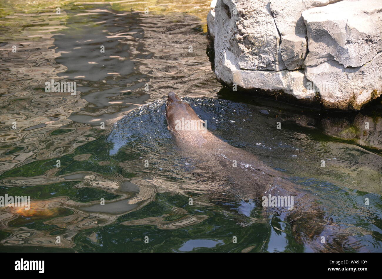 Harbor seal (Phoca vitulina Stock Photo Alamy