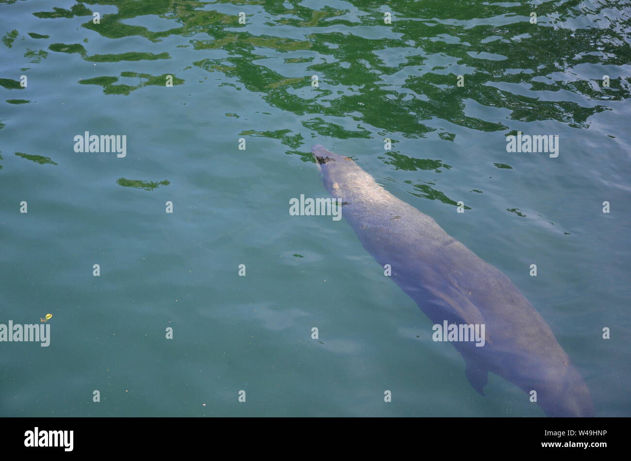 Harbor Seal (Phoca Vitulina Stock Photo - Alamy