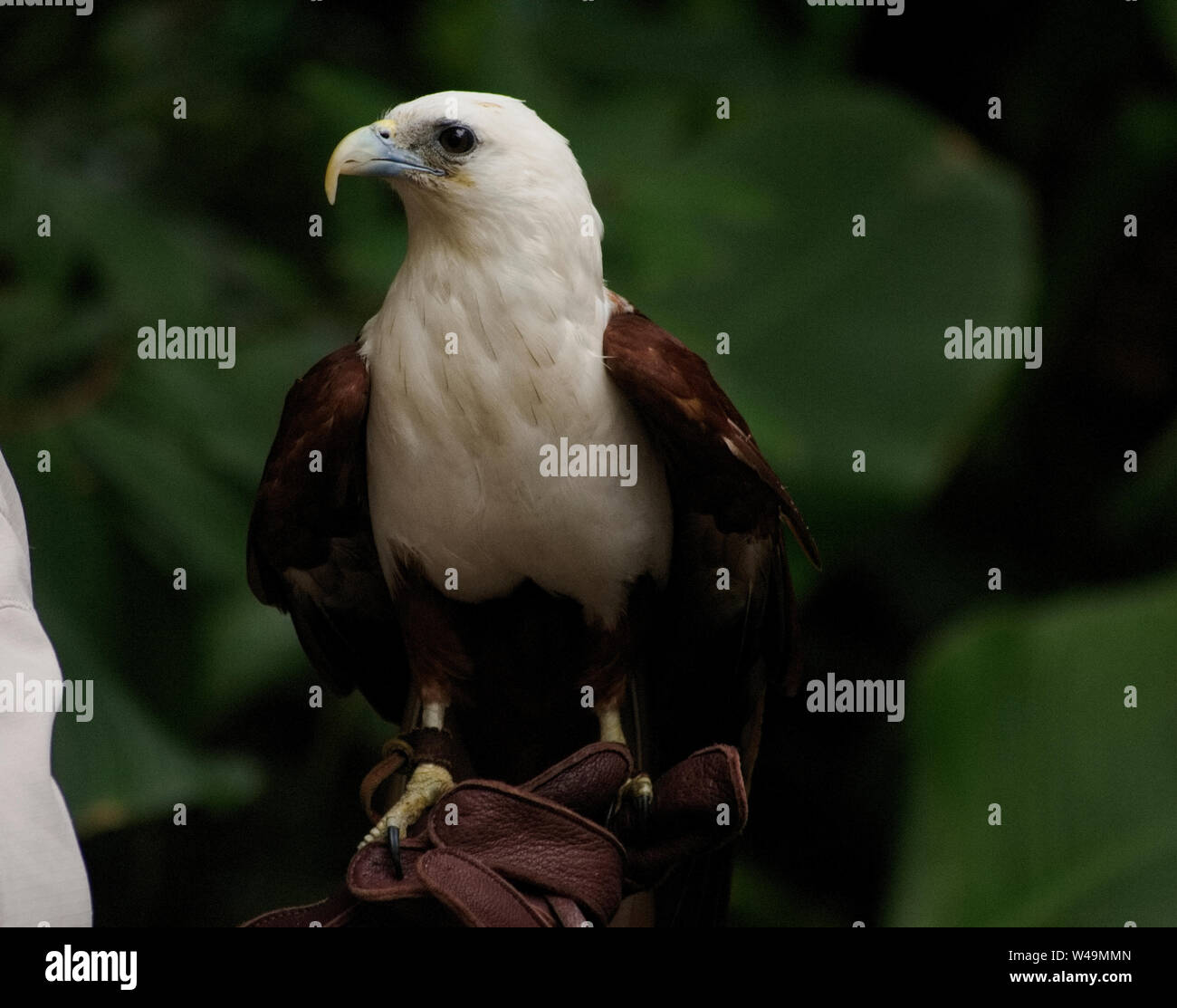 Brahminy Kite Eagle in Australia Zoo, Brisbane Stock Photo Alamy