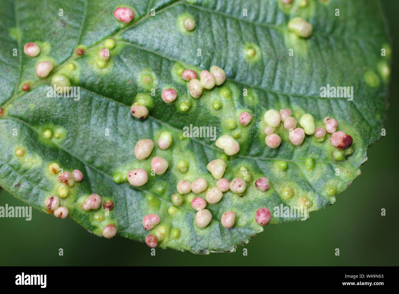Galls on Alder Alnus glutinosa leaves caused by the Alder Gall Mite Eriophyes laevis Stock Photo